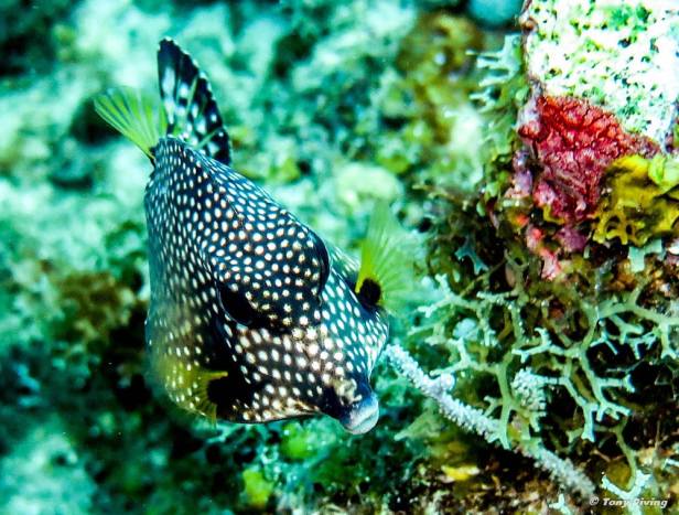 plongee-utila-trunkfish