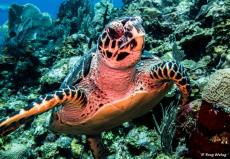photo-plongee-roatan-tortue-turtle