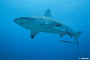 plongee-roatan-requin-shark-dive
