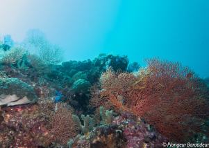 26 Reef malapascua - kalaggaman seafan-min