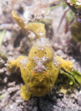 Frogfish yellow 3-min