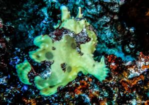 photo-plongee-raja-ampat-5-Frogfish