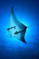 manta ray above blue
