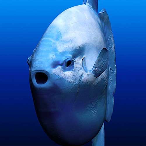 mola-mola-poisson-lune-bouche-ouverte