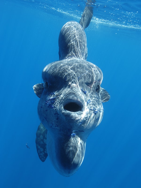 mola-mola-poisson-lune