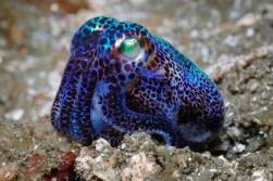 top-indonesie-wakatobi-cuttlefish-spotted