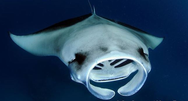 ARKive image GES141693 - Reef manta ray