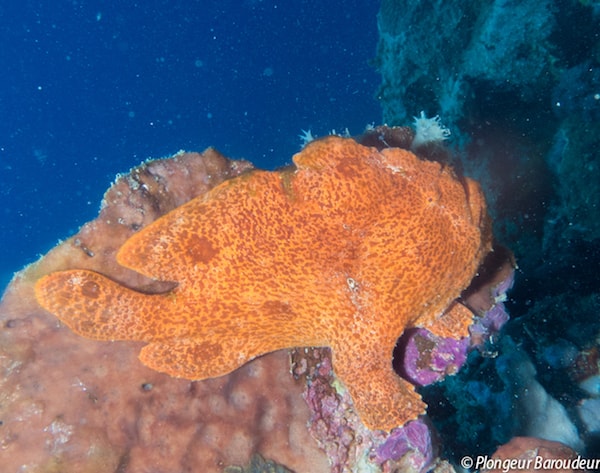 Frogfish orange horizontal 1-min