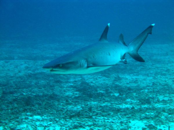 shark White Type1-min