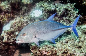 Apo reef bluefin trevally 2