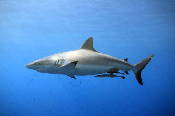 plongee raja ampat indonesie requin gris