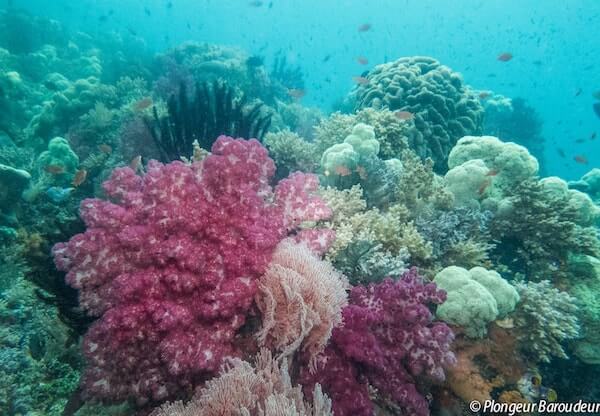 plongee raja ampat indonesie recif