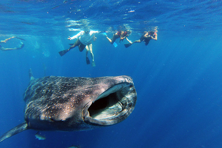 plongee-isla-murejes-mexique-requin-baleine