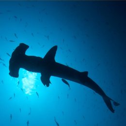 meilleure plongee du monde socorro requins marteaux