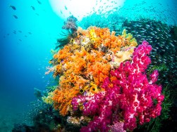 plongee raja ampat indonesie - les beaux coraux du monde