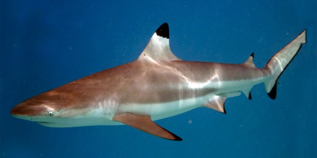 plongee raja ampat indonesie requin pointe noire