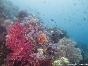 plongee raja ampat indonesie recif