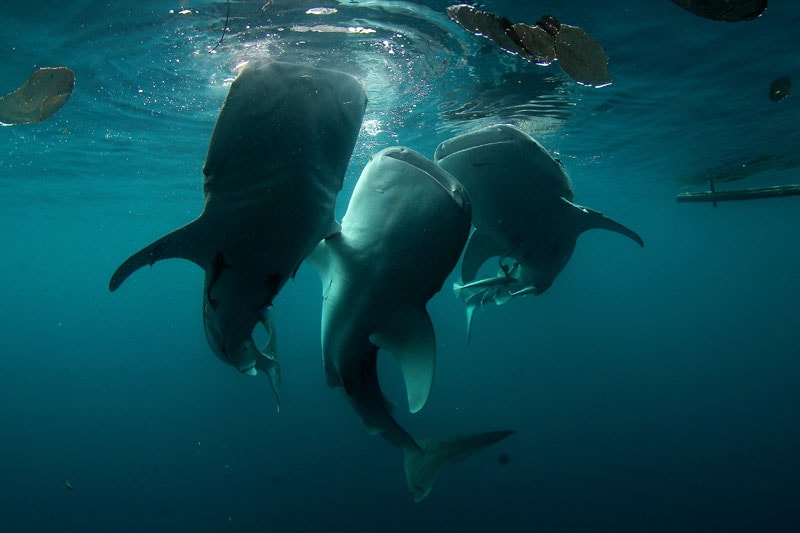 plongee cenderawasih bay indonesie - requin baleine