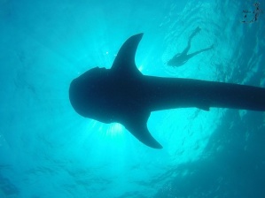 requin-baleine-isla-murejeres-mexique-3