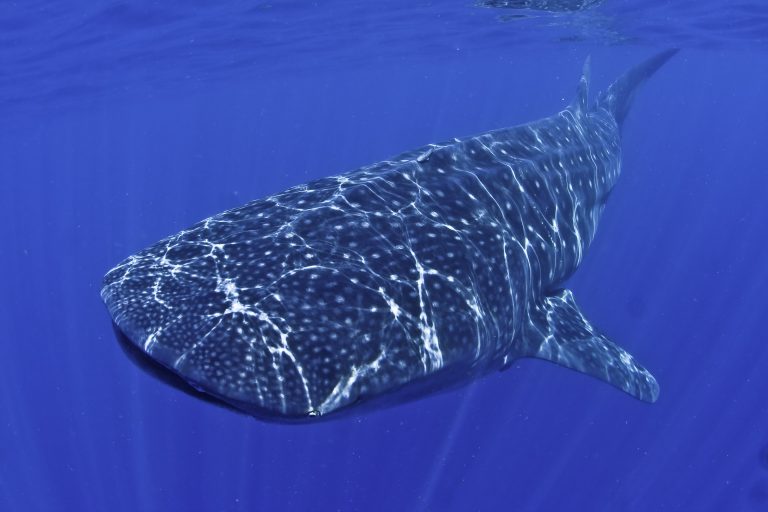 ou plonger avec des requins baleines en indonesie